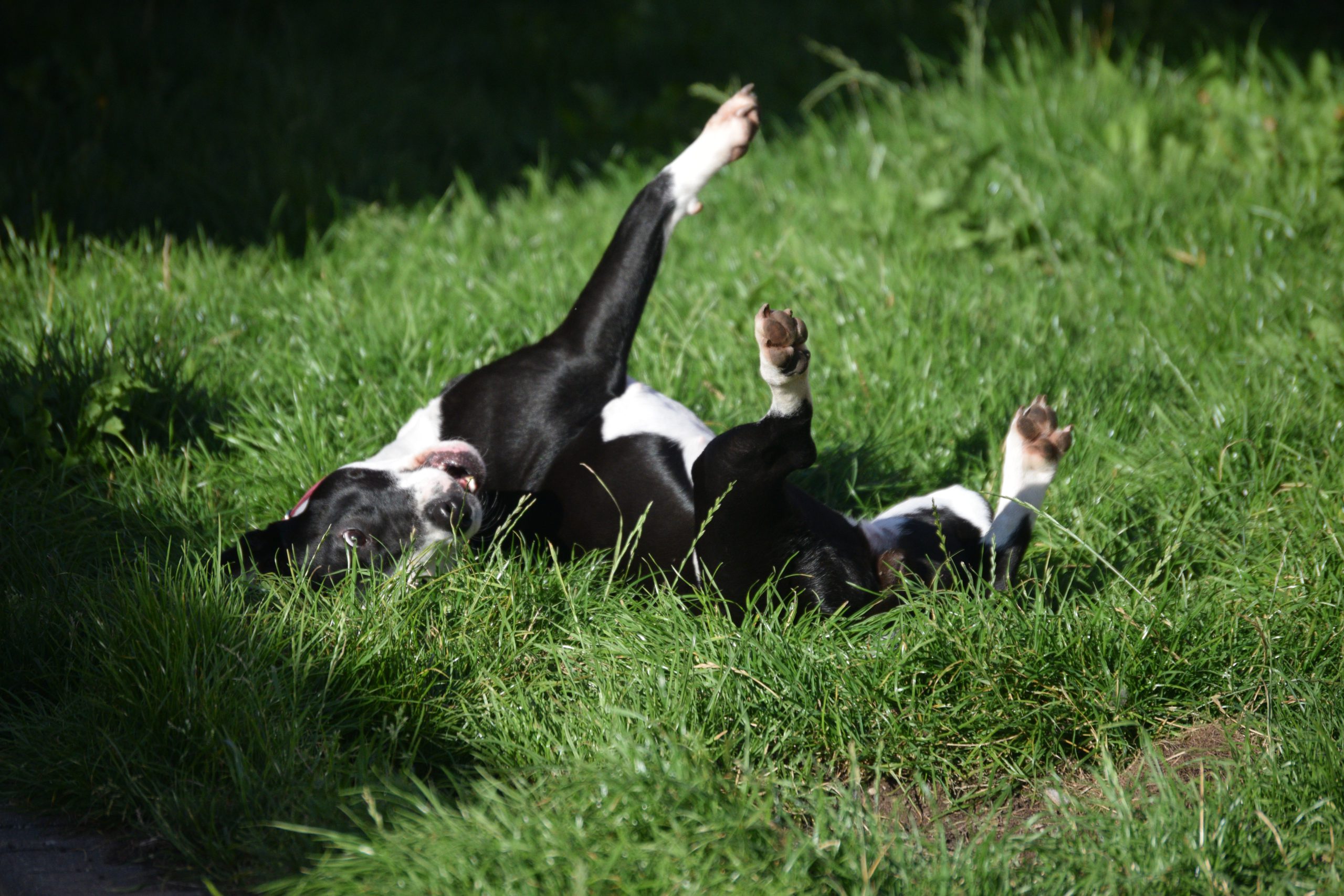 A black and white dog rolling on her back on some green grass in a sun puddle