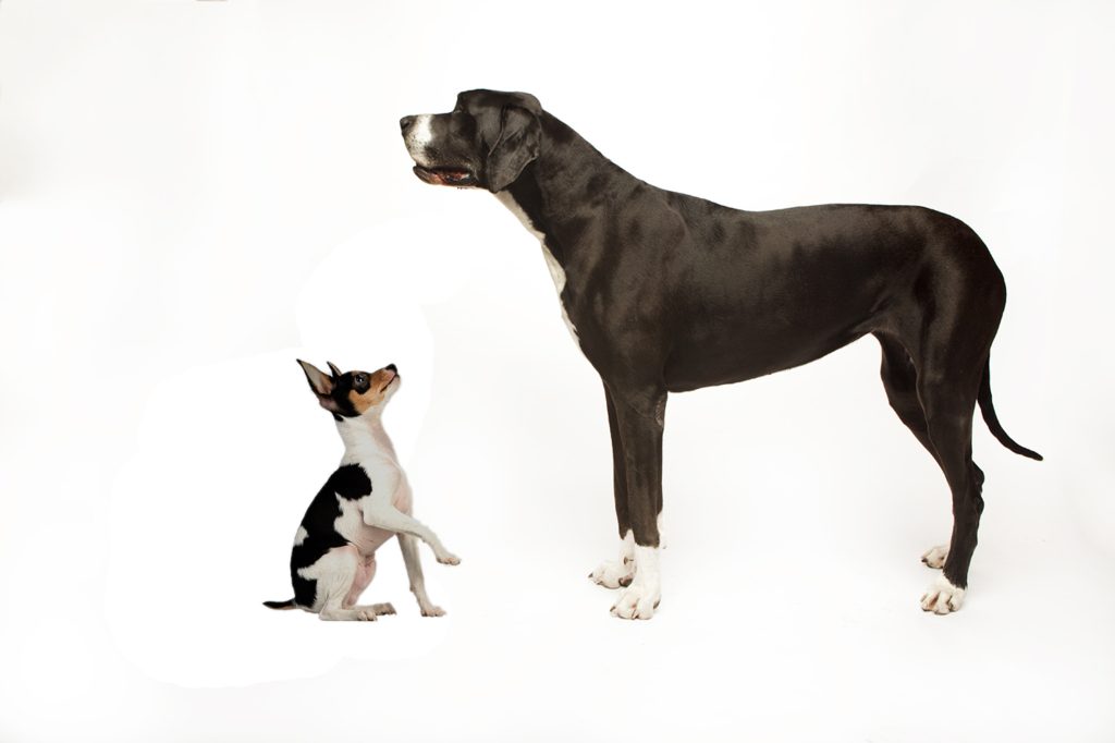 A little dog looks up at a large dog