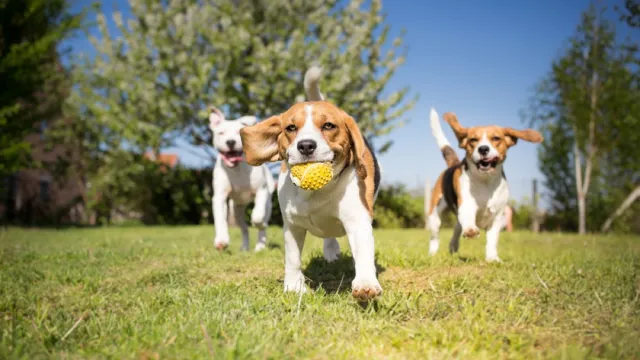 Beagles running. The leader has a yellow ball in his mouth