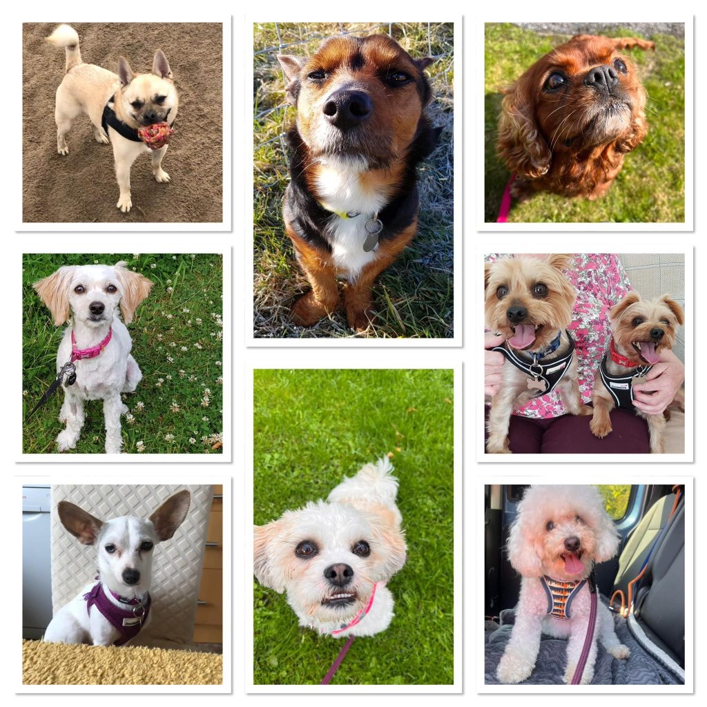West Yorkshire Dog Rescue Dogs for adoption