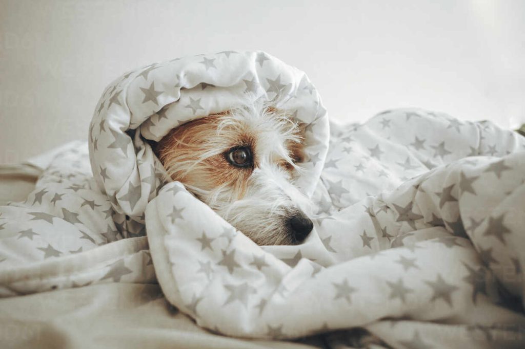 A terrier dog wrapped in blankets