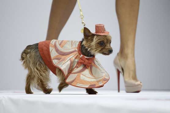 Dog with model on the catwalk. The dog is a Yorkshire Terrier