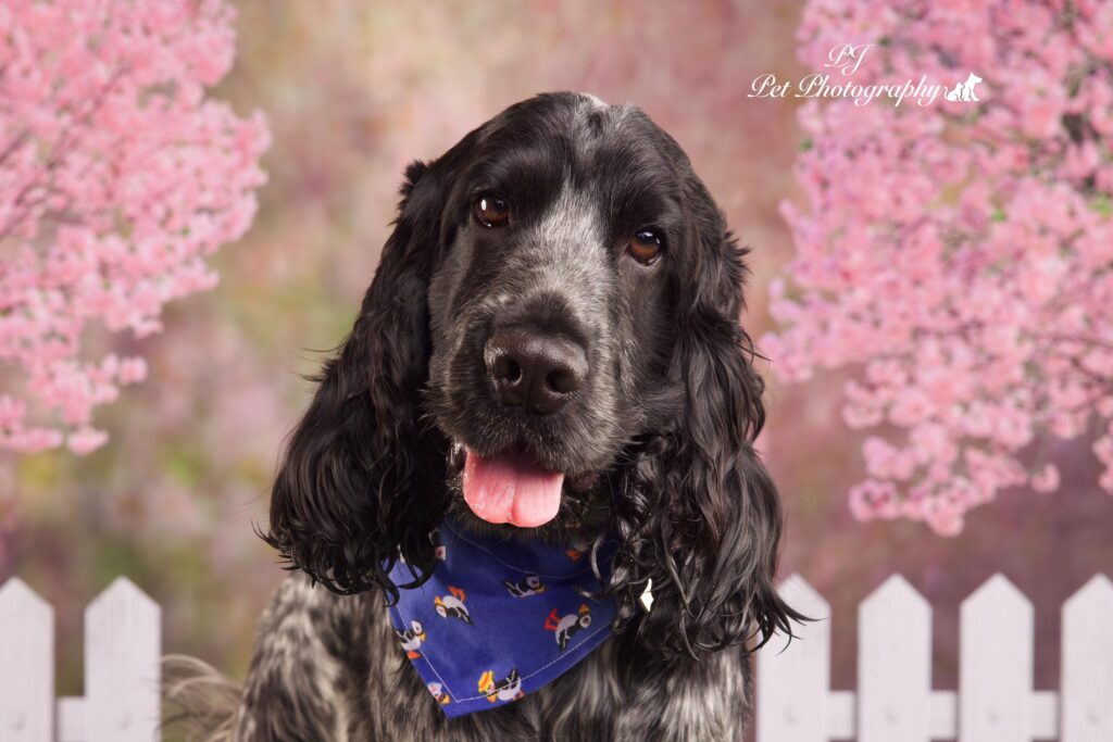 Spaniel posing for a spring themed photoshoot