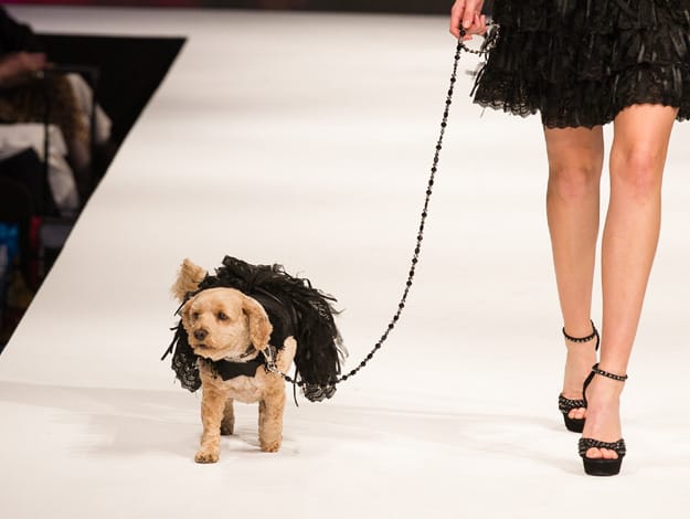 small dog walking down a catwalk with human model